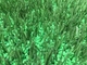 Riempimento di erba biologica sicura Buona riciclabilità per campi sportivi